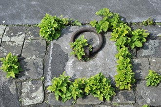 Shoots from plants growing from joints in pavement along quay, Belgium, Europe