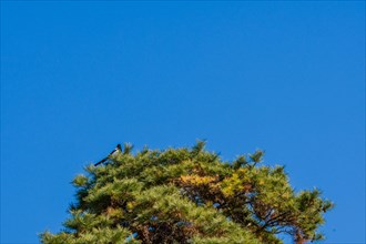 Single magpie perched on top branches of tall evergreen tree with blue sky in background