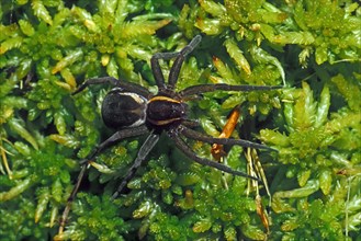 Raft spider, Jesus Spider (Dolomedes fimbriatus, Araneus fimbriatus) female on moss in bog,