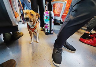 A dog in the full local train RE99 of the Hesse Landesbahn HLB on the way to Frankfurt am Main,