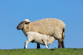 White domestic sheep ewe, female with suckling lamb in grassland, meadow in spring,