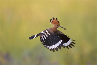 Eurasian hoopoe (Upupa epops) with erected crest feathers in flight over meadow with caught grub