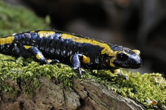 European, Fire salamander (Salamandra salamandra) on moss in forest