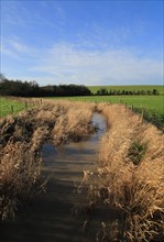 River Kennet flowing through reeds across fields at West Kennet, Wiltshire, England, UK