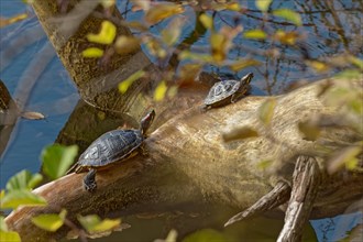 Two red-eared slider turtles, reptiles, turtles sunbathing on a tree trunk in the water, Baerensee,
