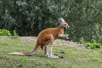Red kangaroo (Macropus rufus) male, native to Australia