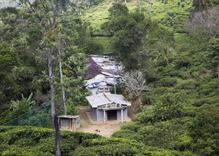 Tamil tea plantation worker housing, Ella, Badulla District, Uva Province, Sri Lanka, Asia