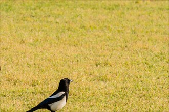 Closeup of a magpie in a field looking for food on a bright sunny day
