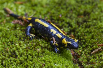 European salamander, Fire salamander (Salamandra salamandra) on moss in forest
