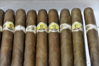 Bolivar brand cigars in a tobacco shop, Havana, Cuba, Greater Antilles, Central America, America,