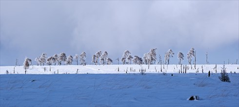Snow covered burned trees in frozen moorland at Noir Flohay in the nature reserve High Fens, Hautes