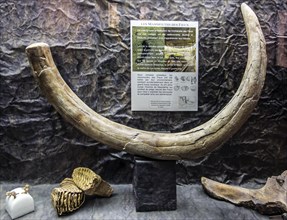 Mammoth tusk, teeth and other remains at museum of the Pech Merle cave, Cabrerets, Lot,
