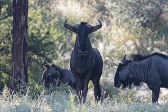 A herd of wildebeest carefully walks through the undergrowth, Namibia, Africa