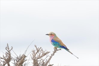 Forked Roller, Roller, Lilac Roller Portrait, a colourful bird resting on a dry branch,