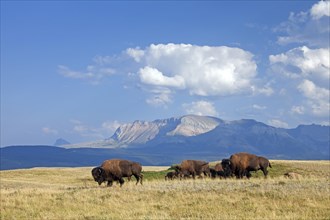 American bison, American buffalo (Bison bison) herd in summer, Waterton Lakes National Park,