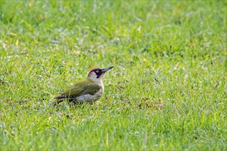 European green woodpecker (Picus viridis) male foraging on the ground in meadow, grassland