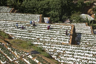 Vegetable farming, Nuwara Eliya, Central Province, Sri Lanka, Asia