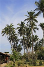 Coconut palm trees growing on sandy beach area, Nilavelli, Trincomalee, Sri Lanka, Asia
