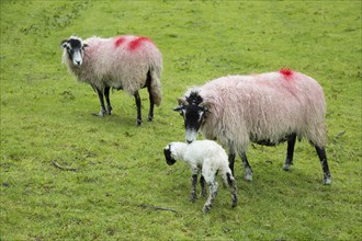 New born lamb and sheep, Lake District, Cumbria, England, UK