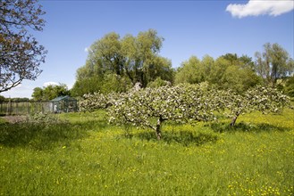 Spring blossom on trees in apple orchard and wildflower meadow, Wiltshire, England, UK