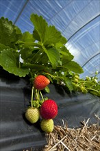 Cultivation of garden strawberries (Fragaria x ananassa) in plastic greenhouse, Germany, Europe