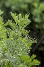 Southernwood, lad's love, southern wormwood (Artemisia abrotanum)