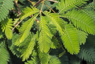 Sensitive plant, sleepy plant, touch-me-not (Mimosa pudica) close-up of leaflets folding inwards,