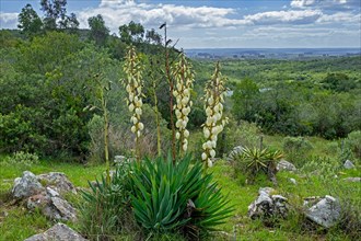Yucca in flower on the countryside of the Lavalleja Department, Uruguay, South America