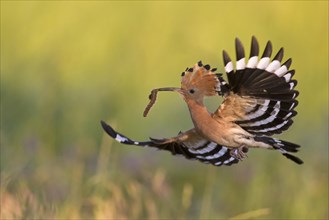 Eurasian hoopoe (Upupa epops) with erected crest feathers in flight over meadow with caught grub