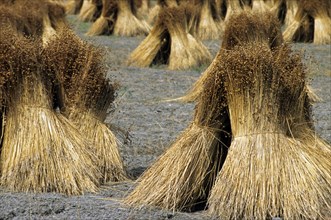 Harvest of flax (Linum usitatissimum) bundles on field