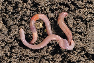 Two common earthworms, lob worms (Lumbricus terrestris) crawling on the ground in garden