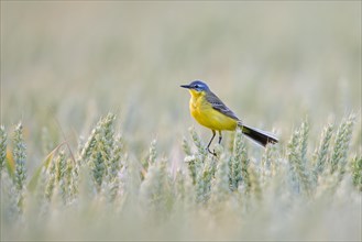 Blue-headed wagtail (Motacilla flava flava) male perched in cereal field, cornfield in summer