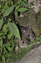 Two juvenile Brown rats (Rattus norvegicus) hiding in vegetation along wall, France, Europe