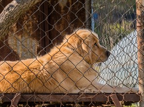 Large furry adult golden retriever in large cage posing for the camera