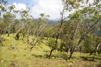 Forested hillside on Ella Rock mountain, Badulla District, Uva Province, Sri Lanka, Asia
