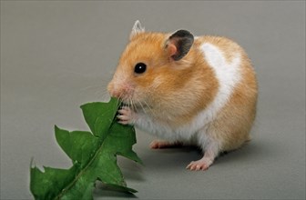 Golden Hamster (Mesocricetus auratus) eating green leaf