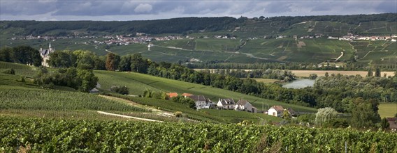 Vineyard with grapevines, Reims, Champagne, France, Europe