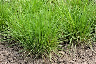 Crested hair grass, Crested hair-grass, Prairie June grass (Koeleria pyramidata), native to