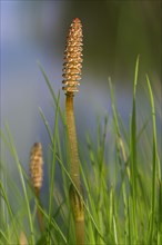 Fertile shoots of field horsetail, common horsetail (Equisetum arvense)