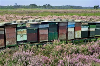 Row of colourful wooden beehives for honey bees (Apis mellifera) in heathland