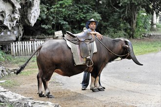 Tame riding bull for tourists, Vinales, Valle de Vinales, Pinar del Rio Province, Cuba, Greater