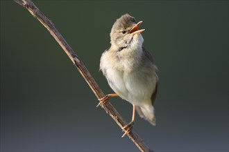 Singing marsh warbler (Acrocephalus palustris) from branch