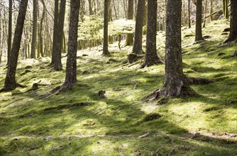 Woodland landscape tree trunks on the banks of Lake Buttermere, Cumbria, England, UK