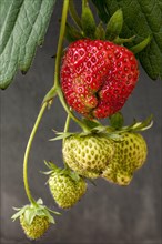 Ripe and unripe garden strawberries (Fragaria) in spring