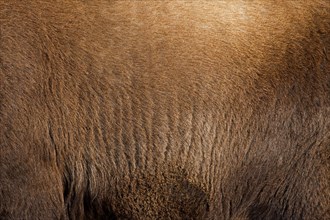 Alpine ibex (Capra ibex) close-up of brown hairs of thick winter coat, pelt, fleece, Gran Paradiso