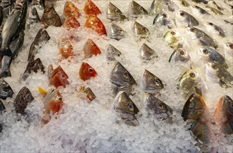 Heads of fish chilled in ice at fishmonger shop, Reading, Berkshire, England, UK