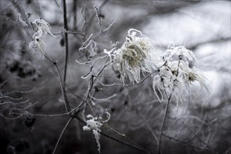 The bushes in Berlin are frozen on Thursday morning. There is currently an official warning of icy