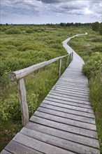 Wooden boardwalk winding in moorland at the High Fens, Hautes Fagnes nature reserve in the Belgian