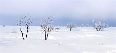 Snow covered trees in frozen moorland at the nature reserve High Fens, Hautes Fagnes in winter,