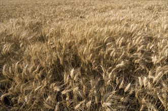 Wheat field, cornfield on farmland in summer